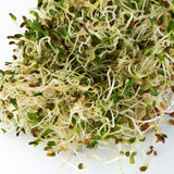 Mumm's Organic Sprouting Seeds - Alfalfa