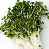 Mumm's Organic Sprouting Seeds - Broccoli