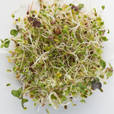 Mumm's Organic Sprouting Seeds - Spring Salad Mix