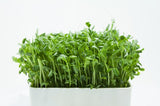 Mumm's Organic Sprouting Seeds - Dwarf Grey Sugar Peas