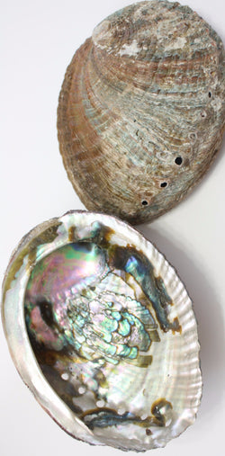Abalone Shell - 2 sizes available