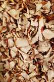 Wildland Foods Lobster Mushrooms LOCAL